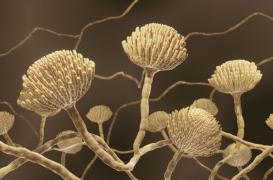 Réchauffement climatique : faut-il craindre les champignons pathogènes ?