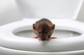 Mordu par un rat sorti des WC, il finit aux soins intensifs