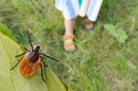 Maladie de Lyme : les bons gestes pour éviter les morsures de tiques pendant une sortie 