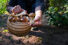 Champignons : 600 cas d’intoxication enregistrés depuis juillet