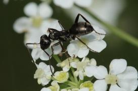 Cancer : 4 animaux capables de le dépister à l'odeur