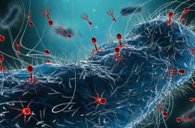 Antibiorésistance : un patient guéri par des virus tueurs de bactéries