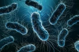 Pneumonie en Argentine : une bactérie de la famille des légionelles en cause