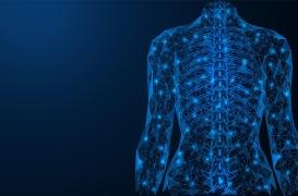 Le microbiote pourrait impacter la santé des os