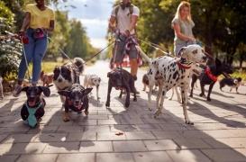 La science le confirme : les animaux de compagnie nous aident à ralentir le déclin cognitif 