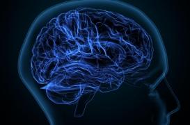 Le cerveau commence à décliner plus tard qu'on ne le pensait