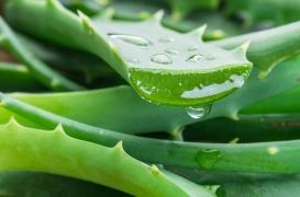 Aloe vera : quels sont les bienfaits ?