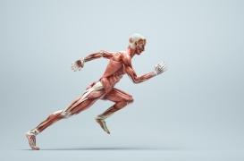 Ce que vos muscles disent de votre santé cardiovasculaire