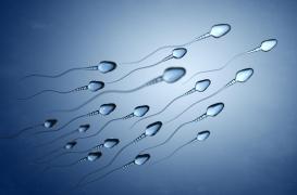 Fertilité : la piste de spermatozoïdes robotisés pilotés vers les ovules