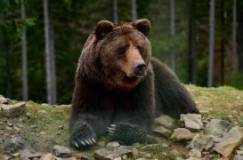 Thrombose veineuse : l'hibernation des ours pourrait aider à la soigner