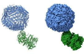 La porte d’entrée de la grippe A dans les cellules a été identifiée 