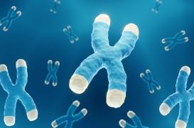 Cancer, vieillissement : découverte étonnante d'activité protéique dans les télomères