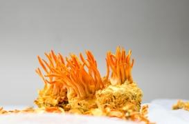 Cancer : un champignon parasitant les chenilles ralentit la croissance des tumeurs