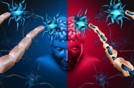 SEP et remyélinisation : l’espoir d’une “réparation des tissus plus efficace” 