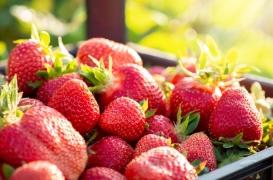 Manger des fraises améliore la santé mentale et cognitive