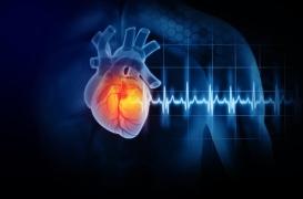 Infarctus : ces 3 protéines pourraient minimiser les dommages 