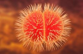 Méningite : quatre cas, dont un décès, ont été signalés à Strasbourg