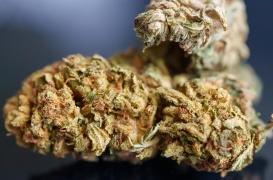 Cannabis : en consommer avant une chirurgie augmente la douleur postopératoire