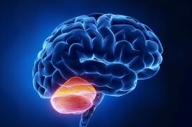 Prise de décision instantanée : la région du cerveau impliquée identifiée