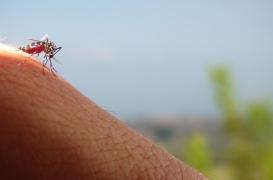 Moustiques : ont-ils disparu avec la canicule ? 