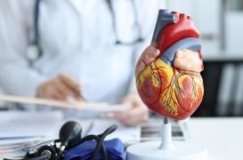 La cardiomyopathie hypertrophique : un tueur trop discret