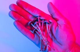 Les champignons magiques désynchronisent le cerveau jusqu'à trois semaines