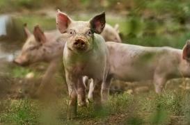 Première mondiale : un rein de porc transplanté sur un patient vivant
