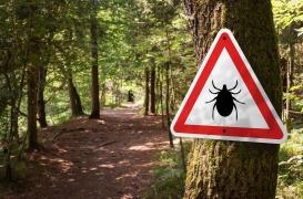 Maladie de lyme :  5 lieux où vous risquez de vous faire mordre par des tiques