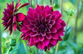 Diabète : les dahlias pourraient aider à réguler la glycémie