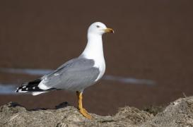 Virus H5N1 : 45 communes sous surveillance après l'infection d'un goéland