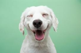 Stress post-traumatique : le contact des chiens améliore le sommeil