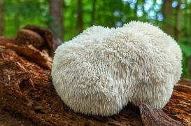 Mémoire : un champignon comestible booste la croissance des cellules cérébrales