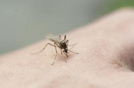 Virus du Nil : un premier cas autochtone en France