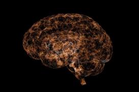 Vieillissement du cerveau : peut-on localiser son point de départ ?