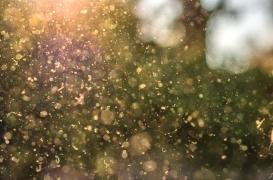 Allergies respiratoires : 