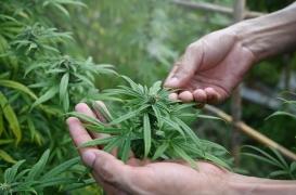Cannabis : pourquoi les consommateurs sont plus minces 