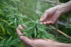 La consommation de cannabis est liée à un risque accru de crise cardiaque 