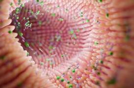 La composition du microbiote intestinal pourrait influer sur le risque d'Alzheimer 