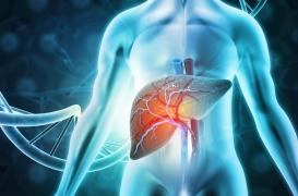 NASH : une avancée dans le traitement de la maladie du foie gras