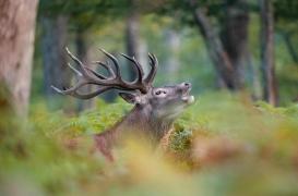 Maladie du cerf zombie : deux chasseurs pourraient en avoir été victimes