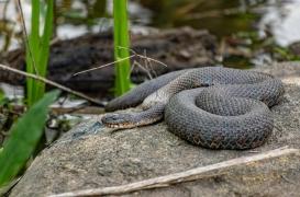 Vers un nouvel antidote contre les morsures de serpent ?