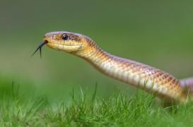 Mordus par des vipères au Teknival : comment réagir en urgence ?