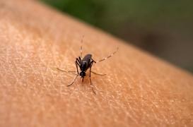 Chikungunya à La Réunion : l’inquiétude persiste malgré la baisse des cas