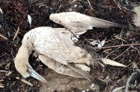 Grippe aviaire : une fille de 11 ans est morte après avoir été infectée