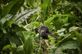 Appendice : une étude met en lumière son rôle dans l'organisme