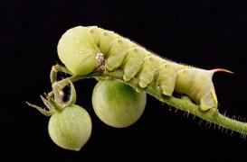 Des chenilles pourraient aider à stopper les saignements en quelques secondes