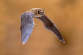 Une femme mordue par une chauve-souris : que risque-t-elle ?