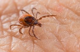 Lyme : pourquoi il faut se méfier des tiques jusque dans les maisons 