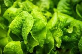 Les 5 légumes les plus hydratants