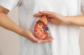 Vitamine B2 : ses dérivés pourraient soulager l’inflammation chronique des reins 
